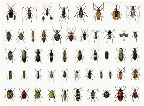 Different types of insects illustrated by Charles Dessalines D Orbigny ...