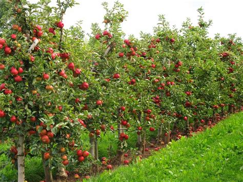 11 Dwarf Fruit Trees You Can Grow in Small Yards | Карликовые плодовые ...