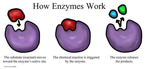 Enzyme Diagram by Cassy-Blue on DeviantArt