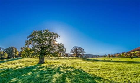 Free picture: blue sky, tree, countryside, summer, hill, grass ...