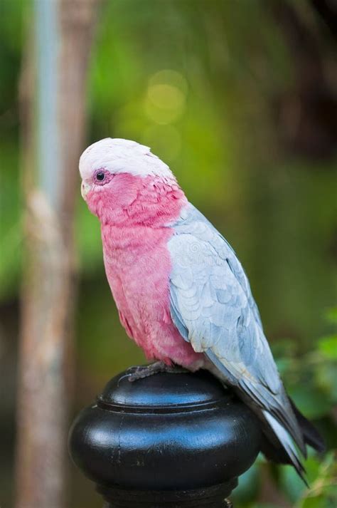 23+ Pink white parrot Free Stock Photos - StockFreeImages