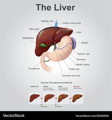 Liver Anatomy Model