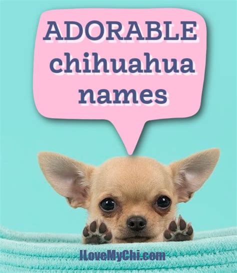 Adorable Chihuahua Names - I Love My Chi