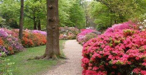 1 X PINK AZALEA JAPANESE EVERGREEN SHRUB HARDY GARDEN PLANT Garden ...