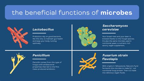 Beneficial Microbes: What You Should Know | Nature’s Fynd