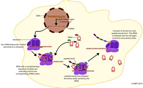 Protein synthesis