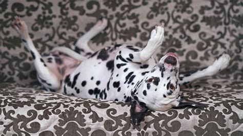 Liver Dalmatian: Everything Explained - A-Z Animals