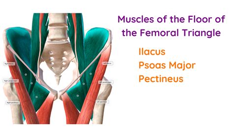 Anatomy Of Femoral Triangle