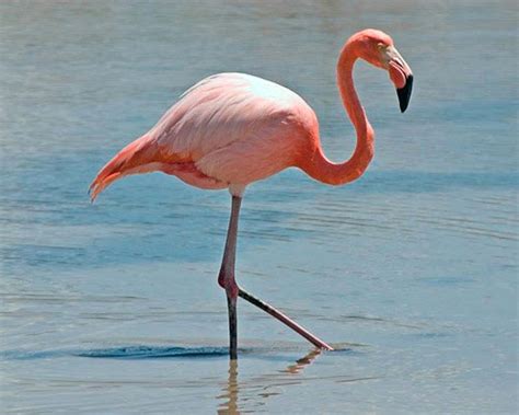 Flamingo | animalstodraw