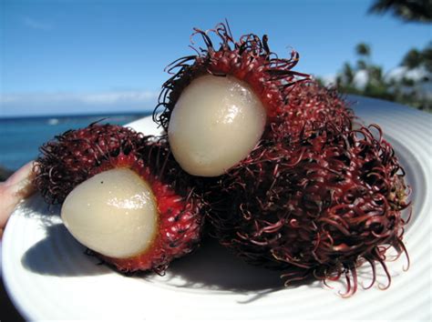 Rambutan | Recipes Wiki | FANDOM powered by Wikia