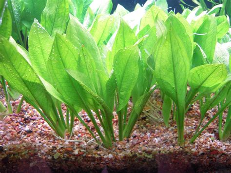 Aquatic Plant: Is Amazon Sword An Aquatic Plant