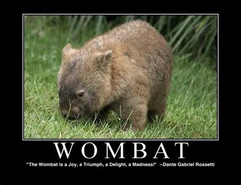 Pinterest | Cute wombat, Wombat, Wombat pictures