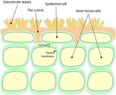 Frontiers | The Plant Cuticle: An Ancient Guardian Barrier Set Against ...