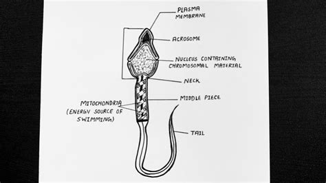 Structure Of Sperm Diagram || Draw Labelled Diagram Of Sperm || Class ...