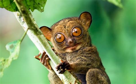 Tarsier Full HD Wallpaper and Background | 1920x1200 | ID:655351