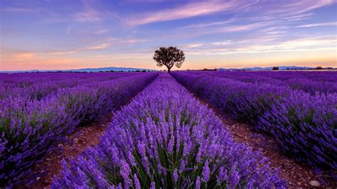 Tree in lavender field at sunrise, Plateau De Valensole, Provence-Alpes ...