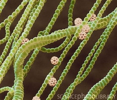 Cyanobacteria. Coloured scanning electron micrograph (SEM) of ...