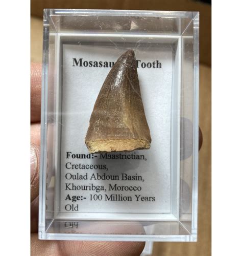 Fossils For Sale | Fossils-UK.com | Mosasaurus Tooth from Morocco ...