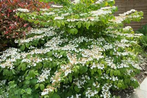 Viburnum plicatum 'Mariesii' (Doublefile Viburnum)