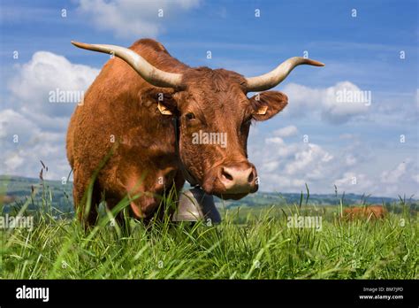 Salers cow (breed of cattle Stock Photo - Alamy