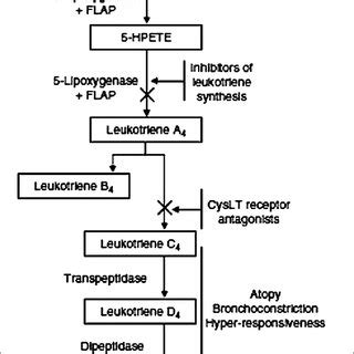 | Cysteinyl leukotriene synthesis pathway. Leukotriene biosynthesis ...