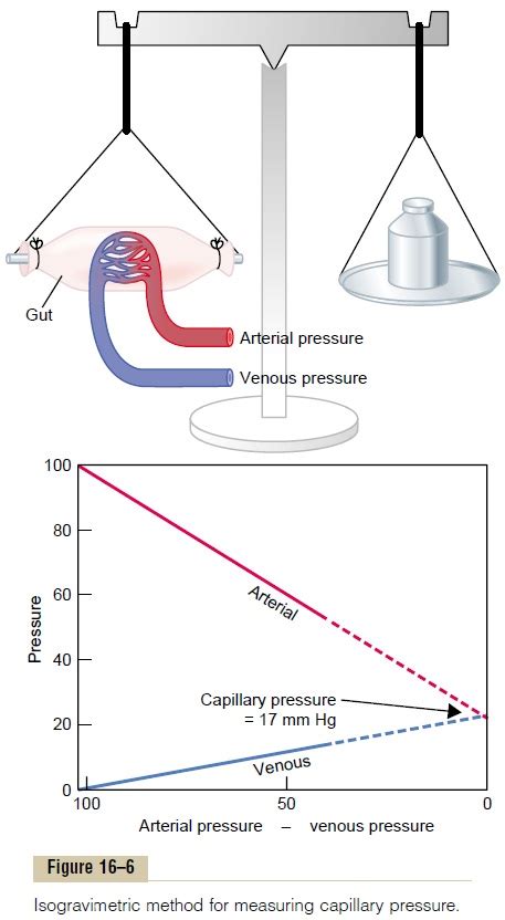 Capillary Hydrostatic Pressure