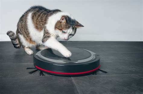 Cat's Revenge Attack on Robot Vacuum Has Internet in Stitches: 'Take ...