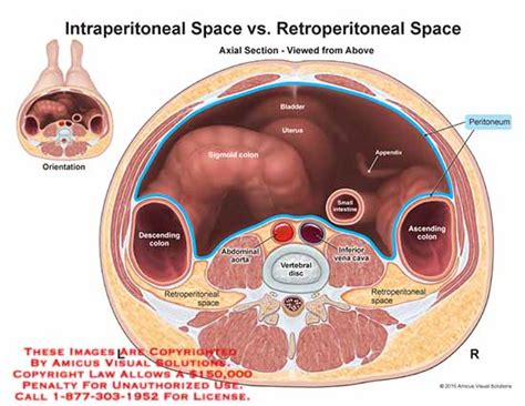 What Organs Are In The Retroperitoneal Space | Images and Photos finder