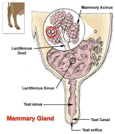 Cow Udder Anatomy - Anatomical Charts & Posters