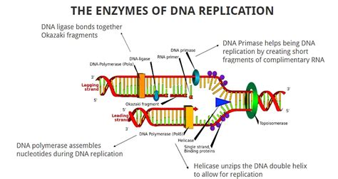 Enzymes Involved In DNA Replication • Microbe Online