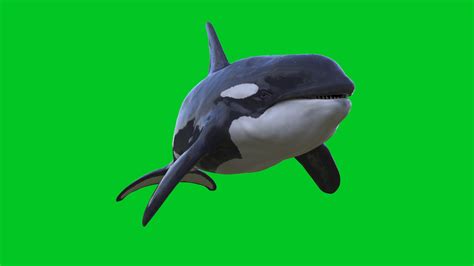 Orca Killer Whale - 3D Animation - PixelBoom