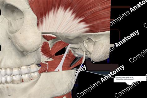 Styloglossus Muscle | Complete Anatomy