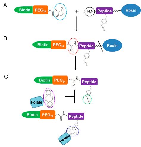 Synthesis procedure for peptide conjugates. (A) N-terminal peptide ...