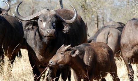 The African Buffalo. Discover Africa's Legendary Untamed Beast facts.