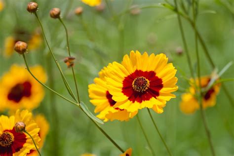 COREOPSIS: FLORIDA’S STATE WILDFLOWER WILL DRIVE YOU WILD - ArtisTree ...