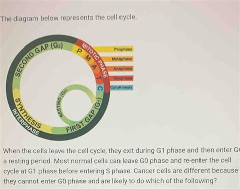 The diagram below represents the cell cycle. When the cells leave the ...