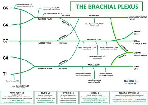 Brachial Plexus | Roots | Trunks | Cords | Geeky Medics