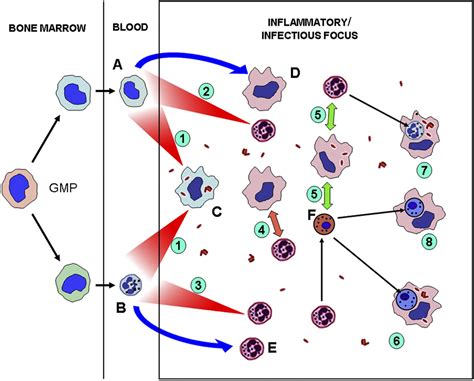 Phagocytosis Macrophage