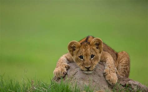 Download Lion Cub Hugging A Boulder Wallpaper | Wallpapers.com