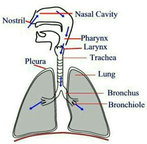 the flow chart to show the passage of air - Brainly.in