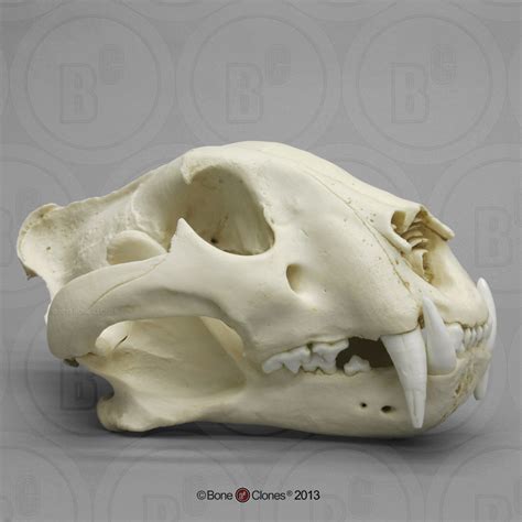 product-55-main-original-1415039134.jpg (1000×1000) | Tiger skull, Cat ...