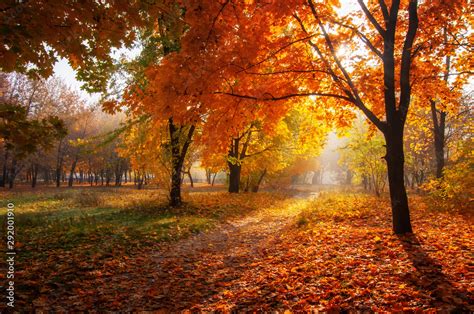 colorful trees and rural road in deep autumn forest, natural background ...