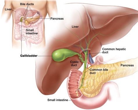 Gallbladder Pain & Problems - Causes, Symptoms, Diganosis, Treatment