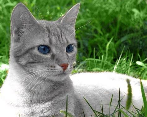 Grey Cat Breeds With Blue Eyes - Pets Lovers