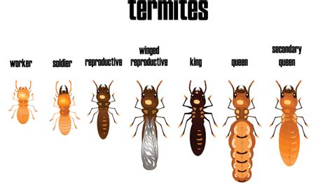 Life Cycle of Termites - The Different Life Stages of Termites