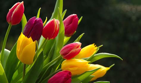 tulips flower wallpaper