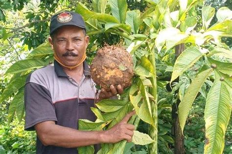 Bisnis Umbi Porang | Amorphophallus muelleri