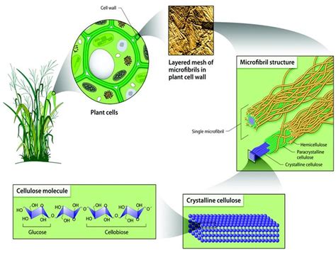 1 Parenchyma of the plant cell wall of lignocellulosic biomass. Lignin ...