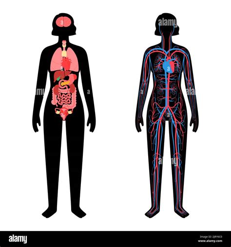 Circulatory system and organs, illustration Stock Photo - Alamy