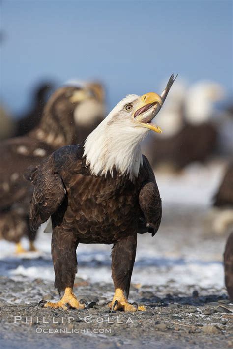 Bald eagle eating a fish, Haliaeetus leucocephalus, Kachemak Bay, Homer ...